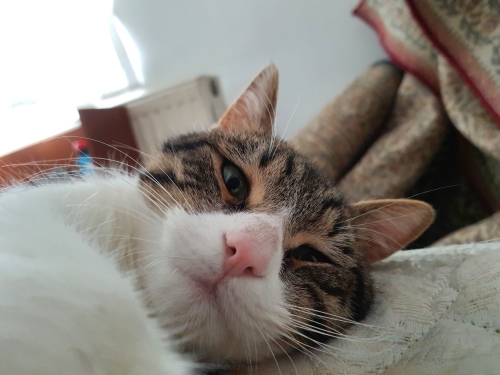 Uslu kedimize yuva arıyoruz fotoğraf