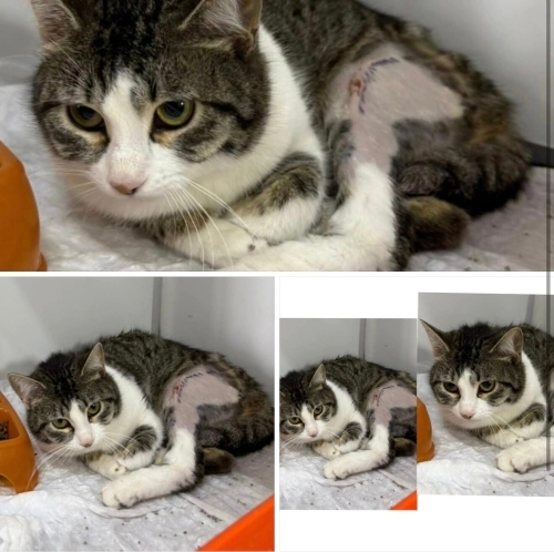 Acil yuva aranıyor fotoğraf