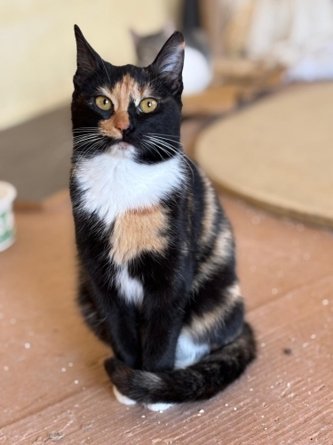 Çok güzel bir şans kedisi fotoğraf