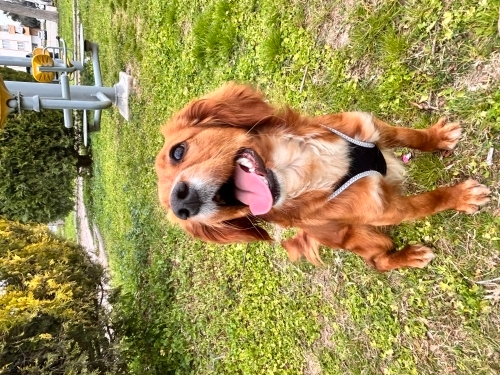 Oyuncu kızımızı ücretsiz acil sahiplendiriyoruz fotoğraf