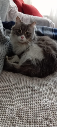 Tatlı miniş yuva arıyoruz fotoğraf