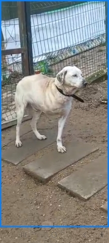 3 bacaklı engelli çocuğumuz sokakta yaşayamiyor fotoğraf