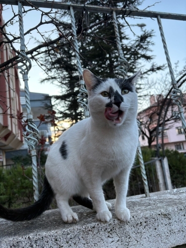 KARO OSMAN YUVA ARIYOR fotoğraf