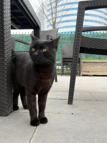 MOCHA YUVA ARIYOR fotoğraf