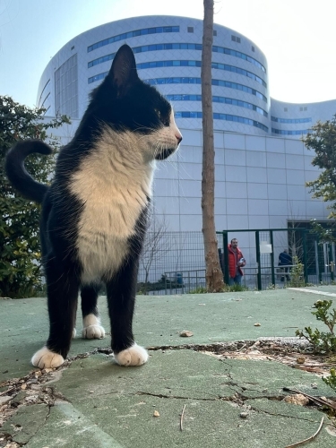 ÇARŞI YUVA ARIYOR fotoğraf