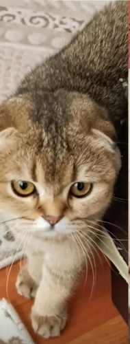 Çok acil sahiplendirilecek eşyalı fotoğraf