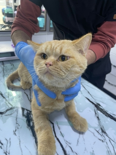 Ömürlük aile... fotoğraf