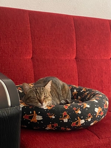 Çok Sevecen Ev kedisi fotoğraf