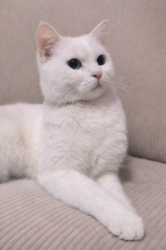 YUKİ YUVA ARIYOR fotoğraf