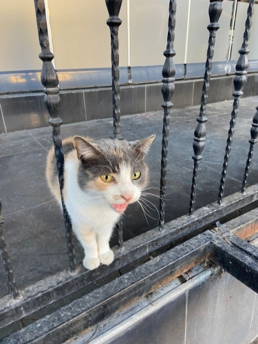 Leblebi'nin evi yıkıldı, sığındığı yer de yıkılacak! fotoğraf