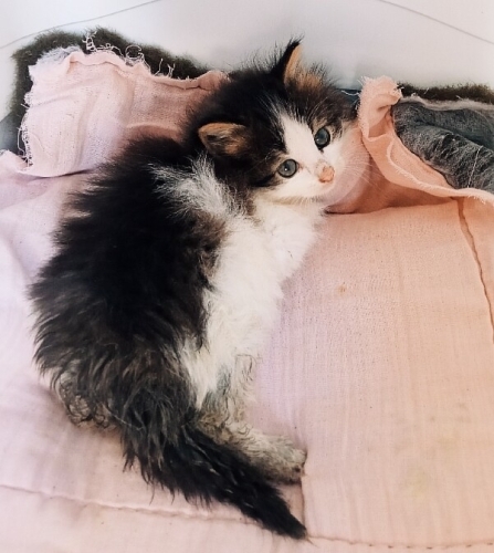 Sokakta yaşamak zorunda kalan bebisler fotoğraf