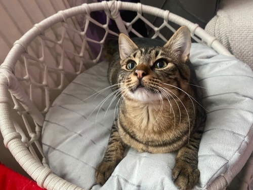 AÇIKLAMAYI OKUYUNUZ LÜTFEN fotoğraf