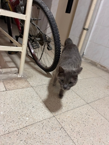 British Kedi Ücretsiz Sahiplendirilecek fotoğraf