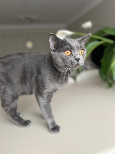 Kısır British shorthair Ücretsiz sahiplendirme fotoğraf
