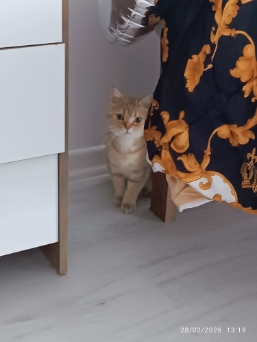 Balima kedimize yeni yuva arıyoruz fotoğraf