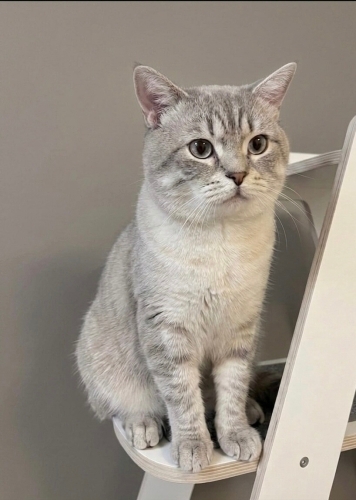 Acil kalıcı yuva arıyor fotoğraf