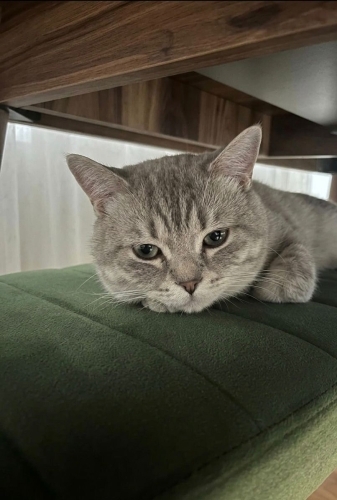 Kalıcı yuvasını arıyo fotoğraf