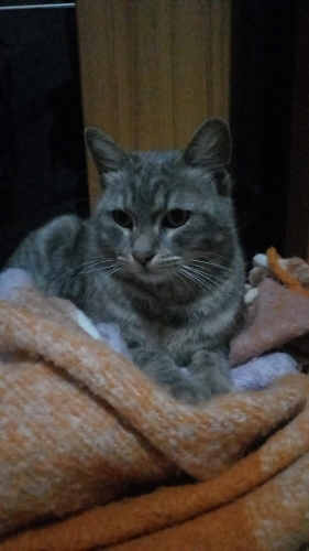 SOKAGA ATİLAN EVE ALİSİK BAL’A YUVA ARİYORUZ fotoğraf