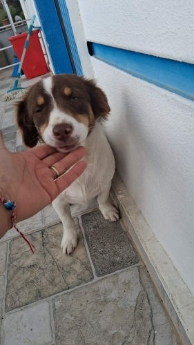 LUNA 1 YAŞINDA KISIR KÜÇÜK IRK KIZ ÖMÜRLÜK YUVASINI ARIYOR EFELER fotoğraf