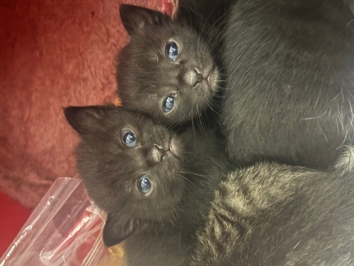 5 yavru kediler acil yuva aranıyorrrrrr fotoğraf