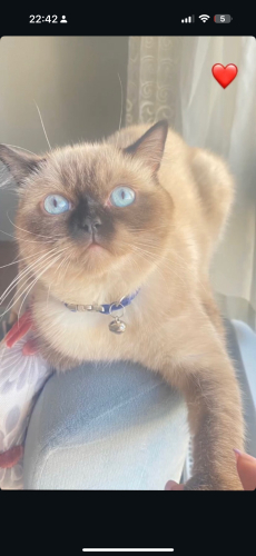 Ücretsiz acil sahiplenmek istiyorum şehir değiştireceğim için fotoğraf