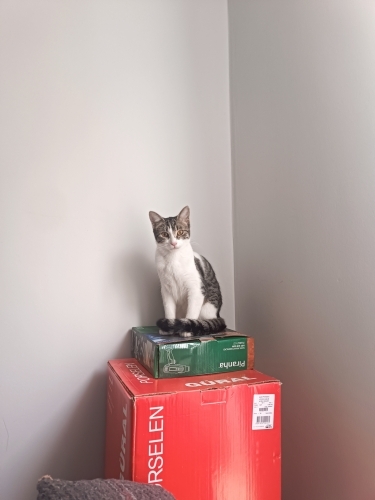 Takip şartıyla kalıcı bir yuva arıyoruz. fotoğraf