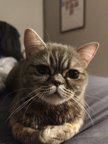 Yetişkin british fotoğraf