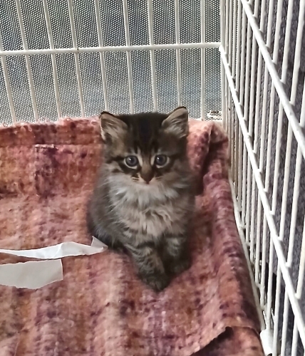 Minik Patiler Yuva Arıyor (2 dişi,2 erkek) fotoğraf