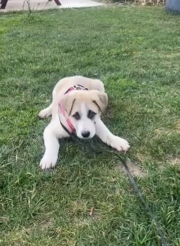 Acil yuva aranıyor fotoğraf