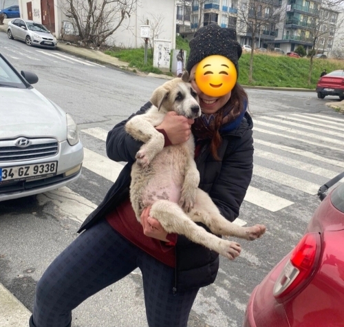 Acil yuva aranıyor fotoğraf