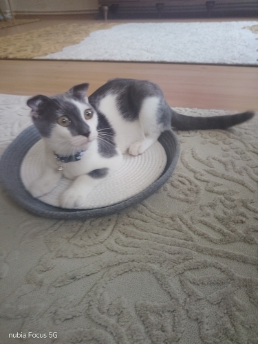 Oyuncu erkek cins kedi fotoğraf