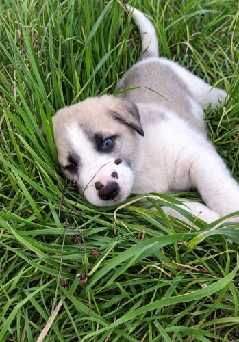 Acil yuva aranıyor fotoğraf