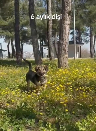 6 AYLIK BEAGLE MELEZİ‼️ KISIR‼️ fotoğraf