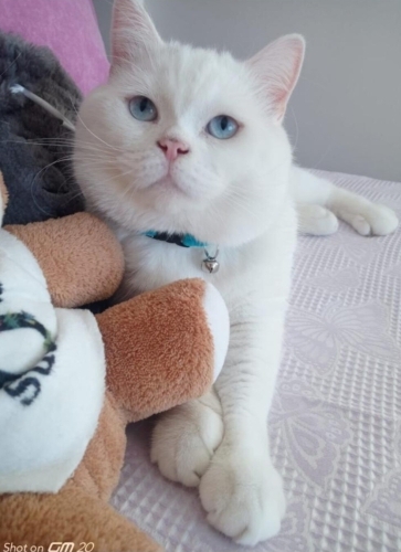 BRİTİSH SORTHAİR ÇİPLİ VE KISIR ‼️ fotoğraf