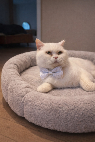 Ücretsiz sahiplenme pofidik British kedi acil yuva fotoğraf