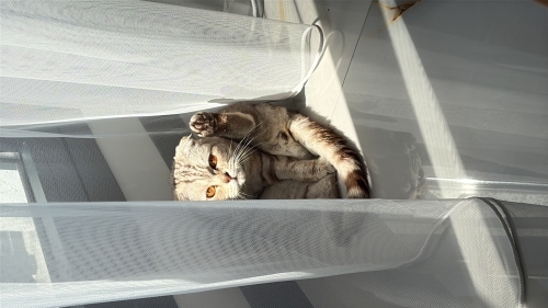 Ücretsiz scottish fold fotoğraf