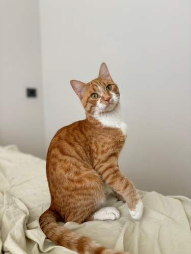 LÜTFEN AÇIKLAMAYI OKUYUNUZ ÇOK ACİL YUVA ARANIYOR fotoğraf