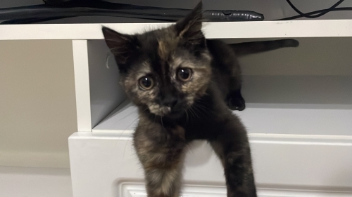 Oyuncu alaca kedi fotoğraf