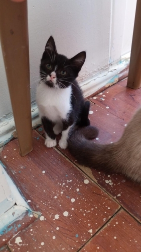 3 aylık prense yuva fotoğraf