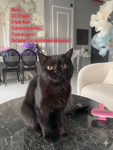 Sokağa terkedilmiş britsh kısır fotoğraf