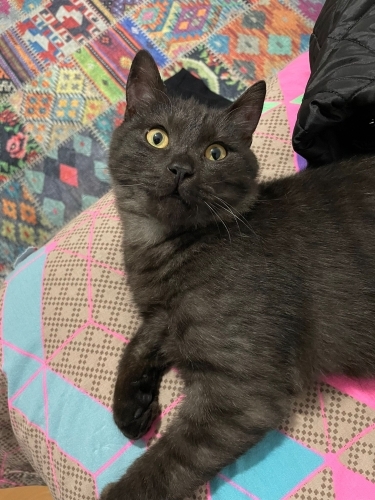 Acil Ankara yuva fotoğraf