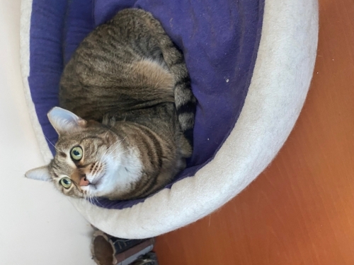 Acil Engelli incir için son şans Ankara Eryaman fotoğraf