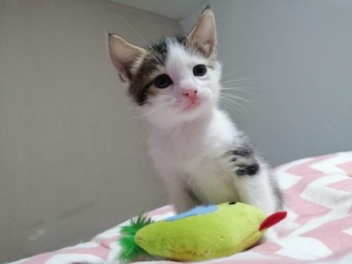 SÜRMELİ EYELINER'LI KIZ YAVRU KEDİŞ fotoğraf