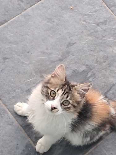 NORVEÇ ORMAN-VAN MELEZİ CALİCO ‼️ fotoğraf