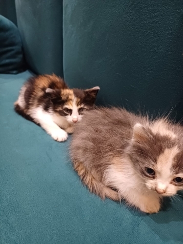 Acil yuva arıyorum fotoğraf