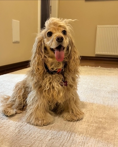 Aşıları tam kısır sağlıklı ve zeki fotoğraf