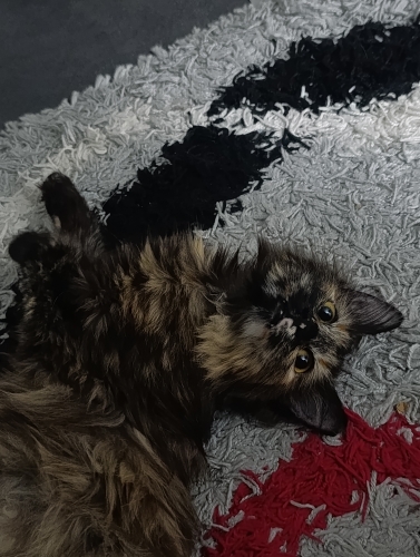 Acil yuva arıyoruz fotoğraf