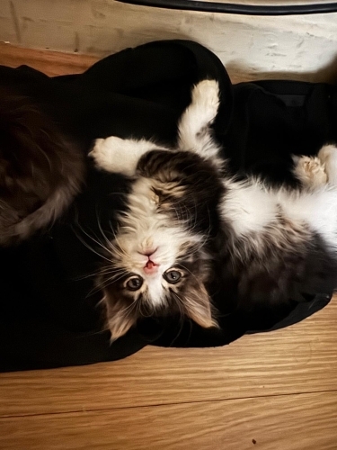 KAJU YUVA ARIYOR fotoğraf