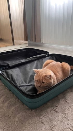 SESSİZ SAKİN SEVECEN BİR EVLAT fotoğraf