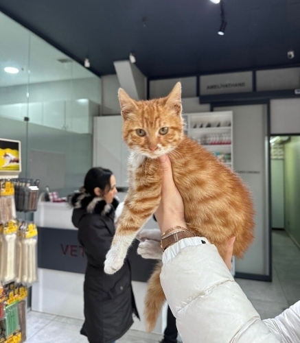 Sarman Çiko ömürlük yuvasını arıyor fotoğraf